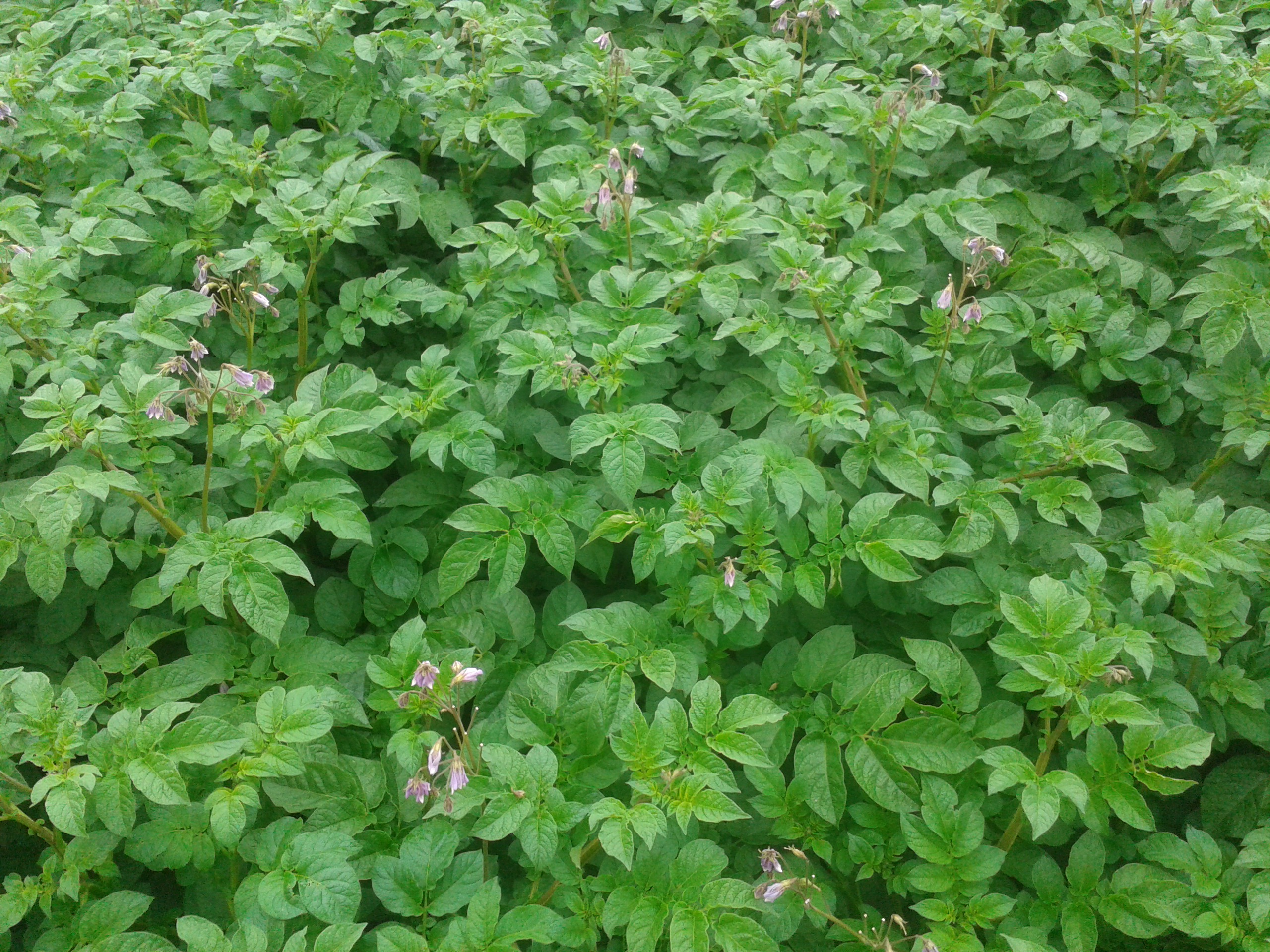 A sea of plant broad leaves. A few tall stalks protrude through the canopy bearing hooded flowers coloured white and light purple.